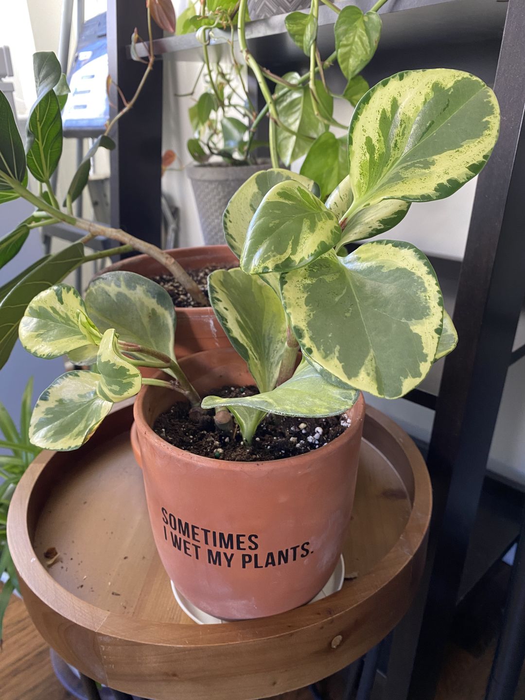 Customer photo review of 4" Peperomia obtusifolia 'Golden Gate'