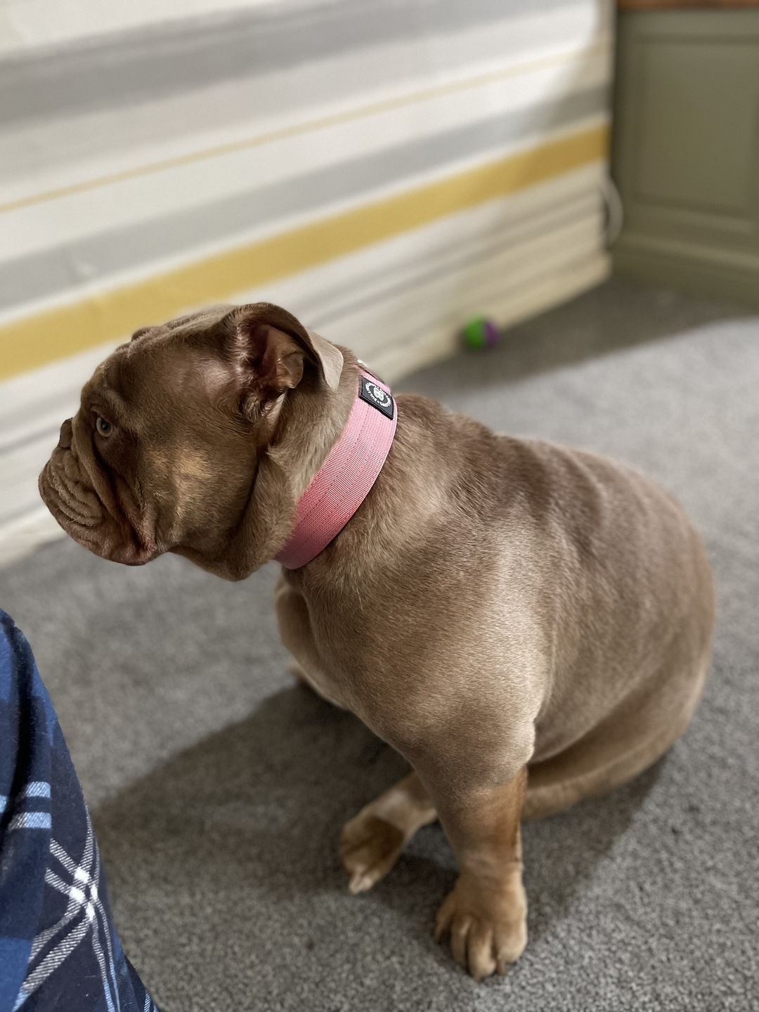 Customer photo review of 4cm Combat® Collar | Rated Clip - NO HANDLE - Pink v2.0
