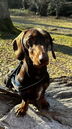 Customer photo review of Dachshund Best Dad Card