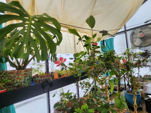 Customer photo review of Houseplant Insecticide w/ Neem