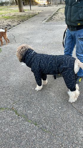 Customer photo review of Winter Suit for Dogs
