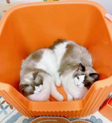 Customer photo review of Michu XXL Container Cat Litter Box with Scoop, Coral and BoBa