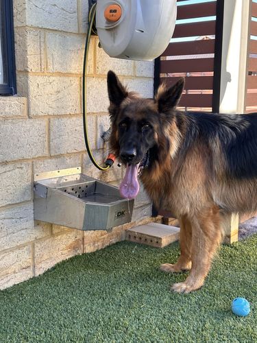 Customer photo review of Pet Rehydration Station