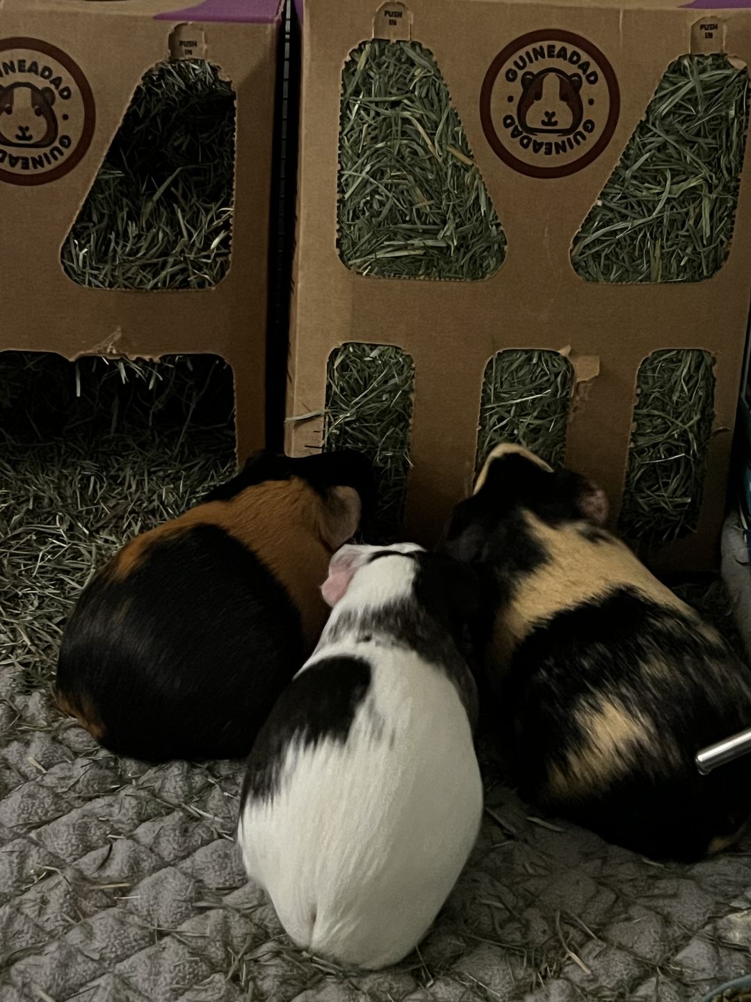 Customer photo review of Orchard Hay Box (3 Pack)