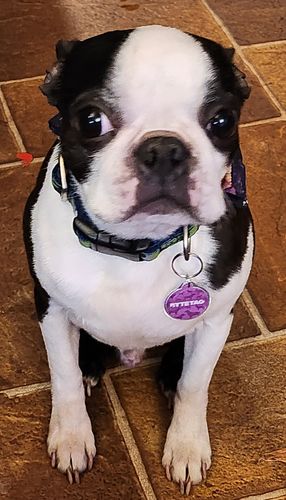 Customer photo review of Woof Pack