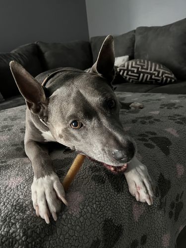 Customer photo review of Odor Free Bully Stix (6) 10mg CBD/pc