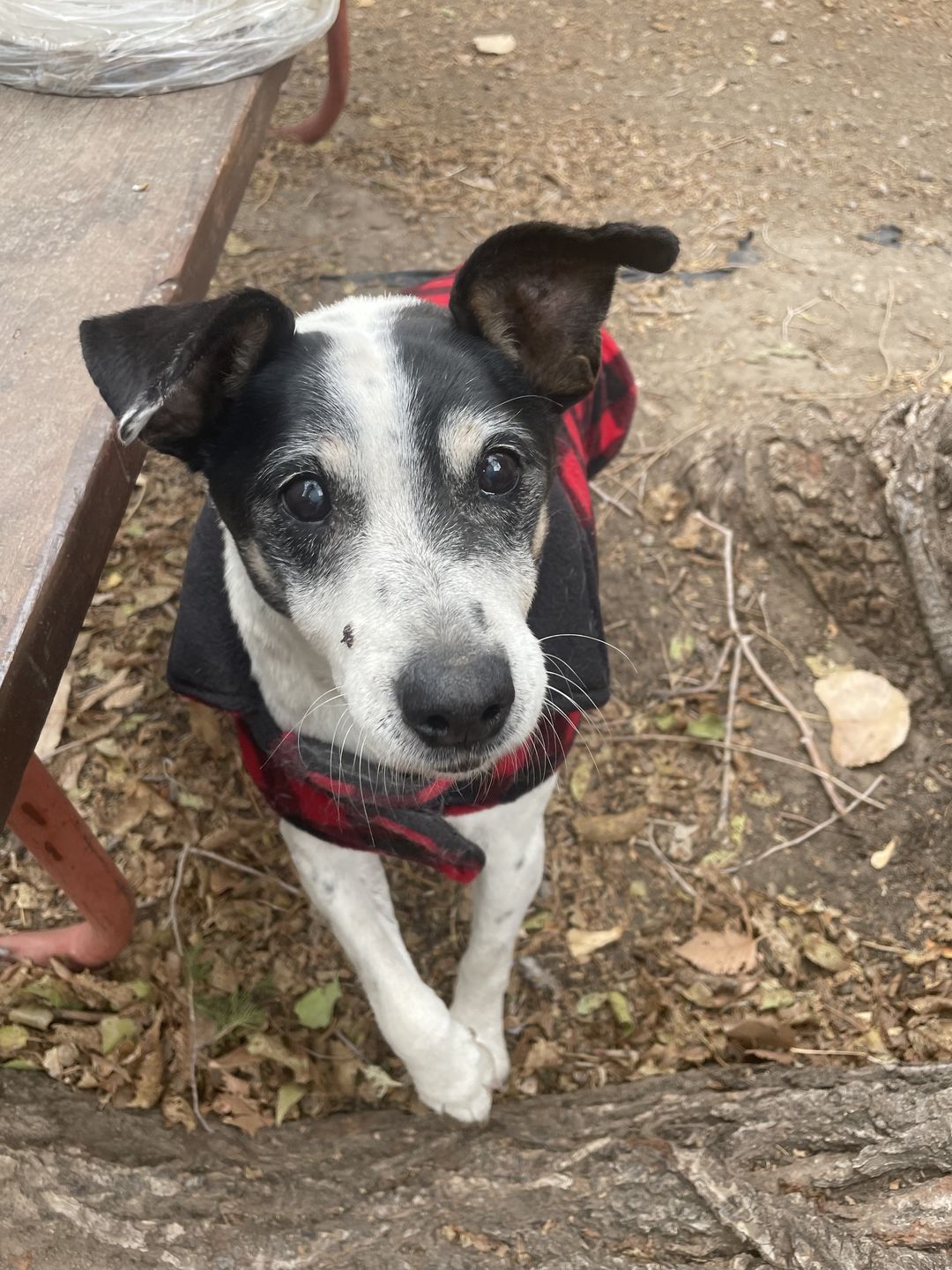 Customer photo review of Pet Health+