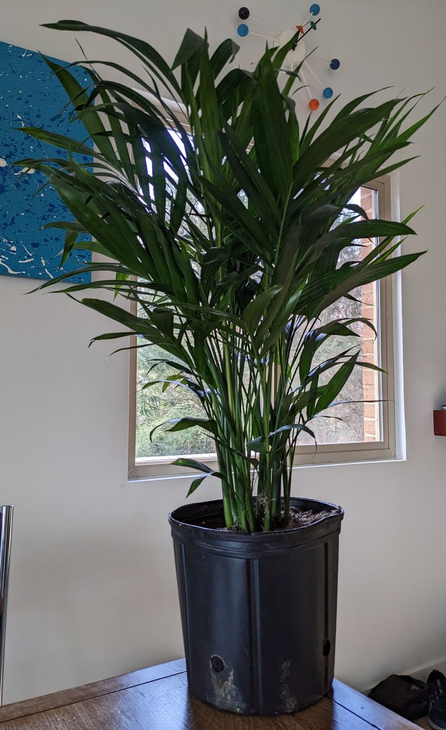 Customer photo review of Kentia Palm, Exotic and Rare