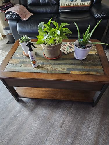 Customer photo review of Houseplant Insecticide w/ Neem