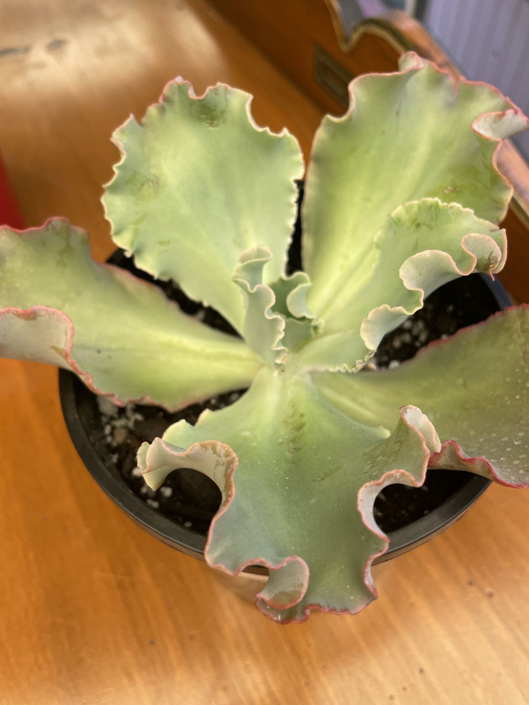 Customer photo review of Echeveria Blue Curls