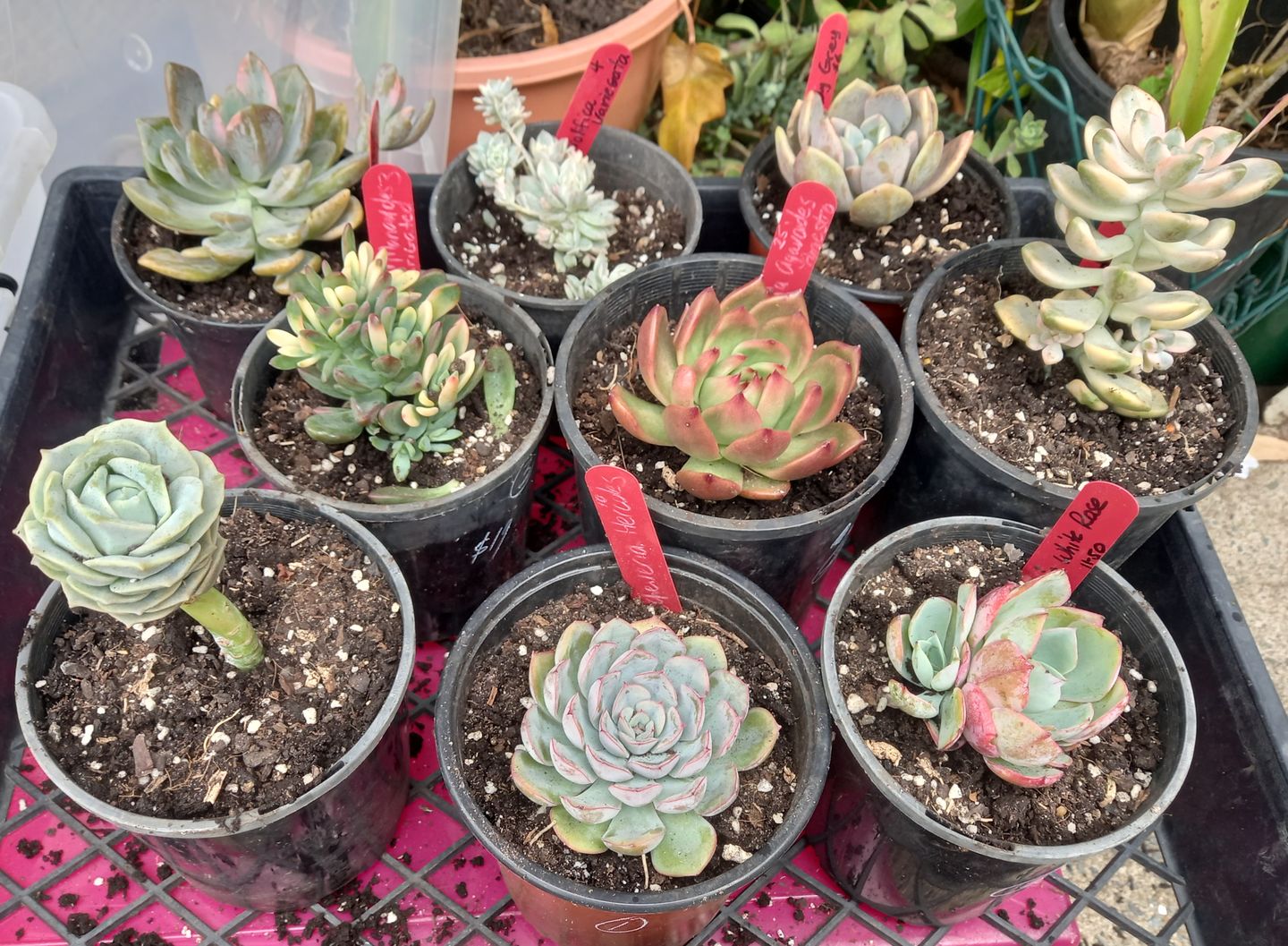 Customer photo review of Echeveria manaudes variegated