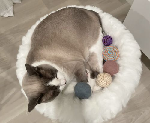 Customer photo review of Michu Selected Real Wood Cat Tree, Small