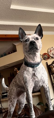 Customer photo review of Teal