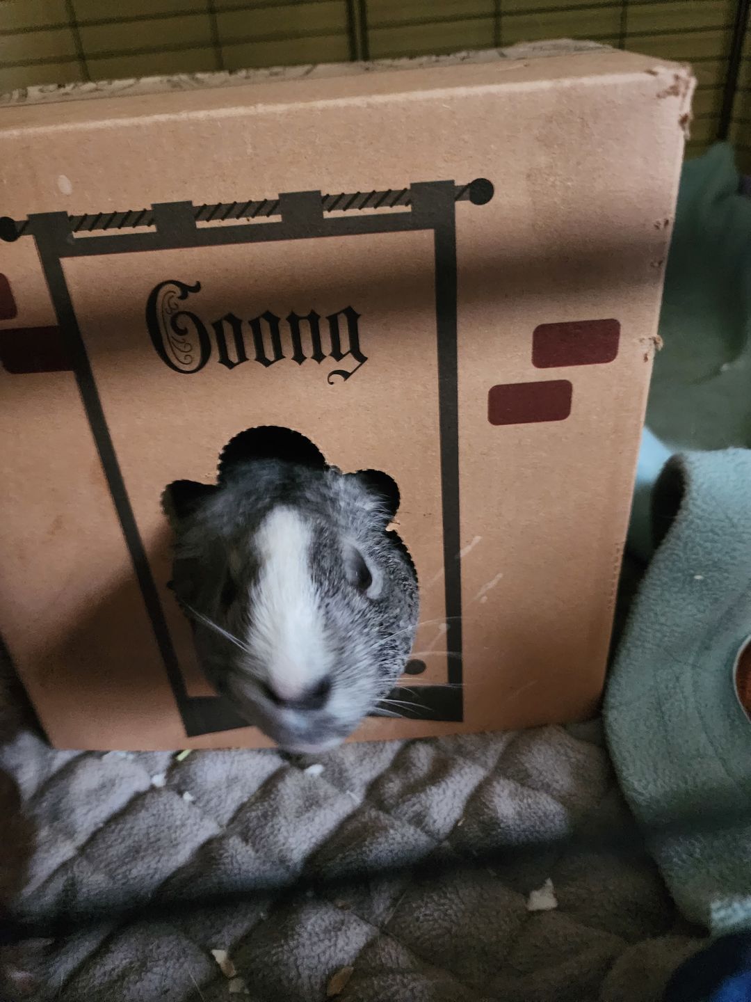 Customer photo review of GuineaDad Crunchy Condo (Pack of 3) - Guinea Pig Toy - Safe and Fun