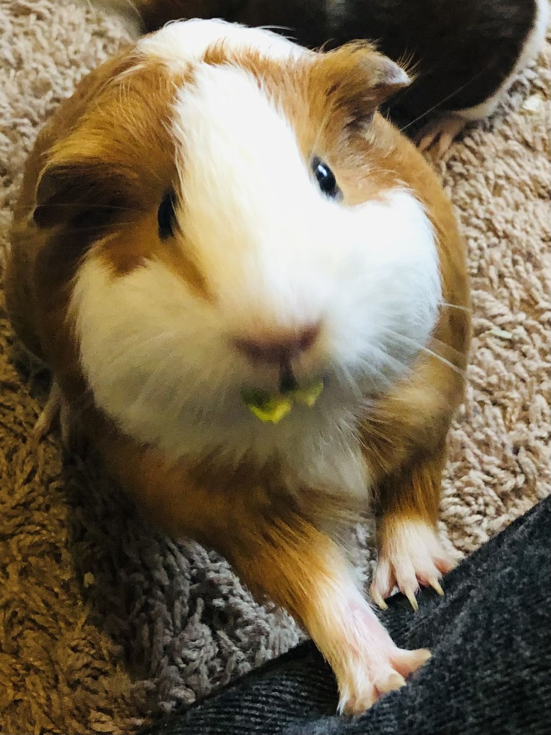 Customer photo review of GuineaDad Pea Flakes - Bonding Guinea Pig Treats - Infrared Heat Treated