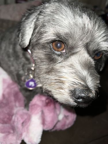 Customer photo review of Purple