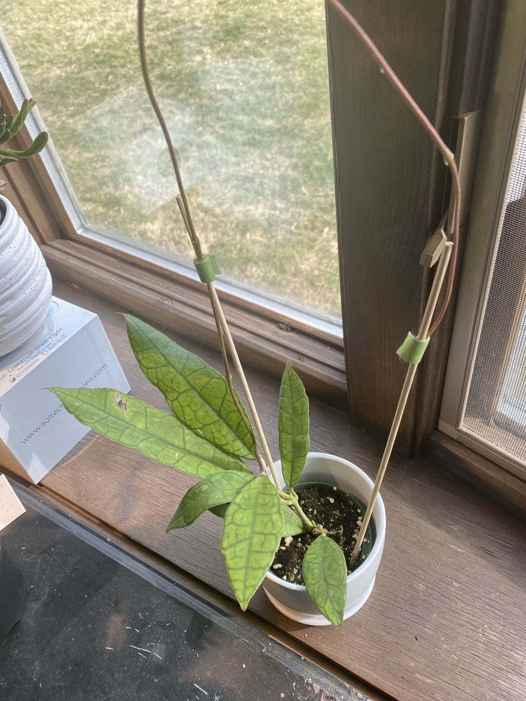 Customer photo review of 3" Hoya UT-073