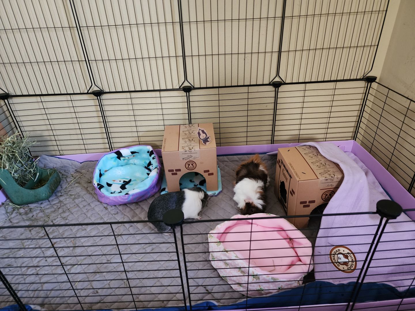 Customer photo review of GuineaDad Liner - Guinea Pig Fleece Liner with Pockets