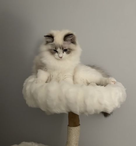 Customer photo review of Michu Selected Real Wood Cat Tree, Small