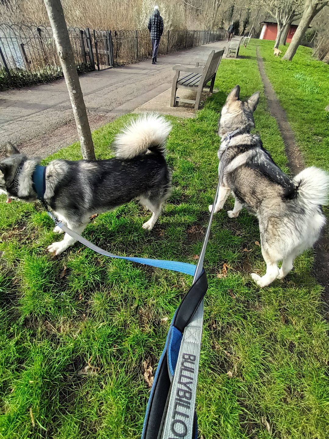 Customer photo review of 1.4m Swivel Combat Lead | Neoprene Lined, Secure Rated Clip with Soft Handle - Metal Grey