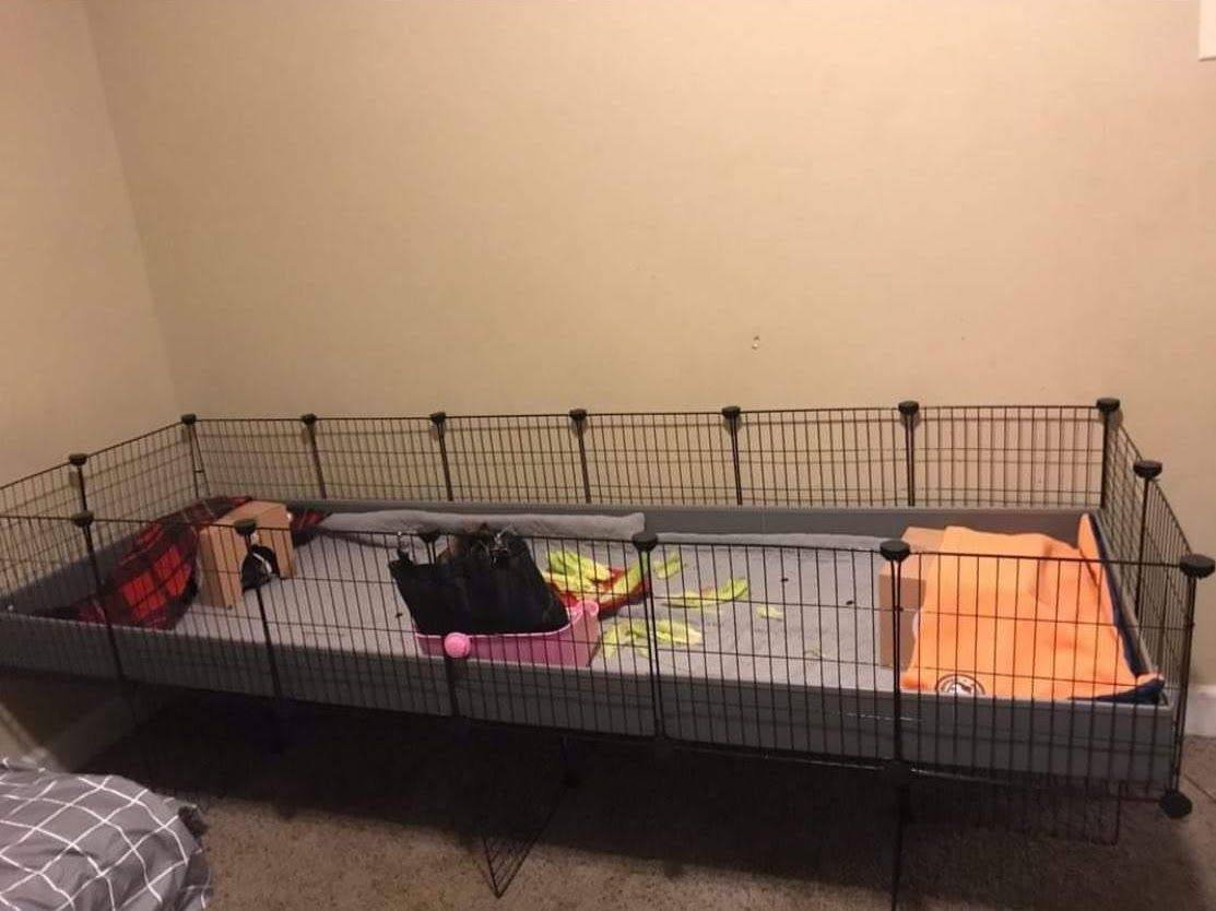 Customer photo review of GuineaDad Liner - Guinea Pig Fleece Liner with Pockets