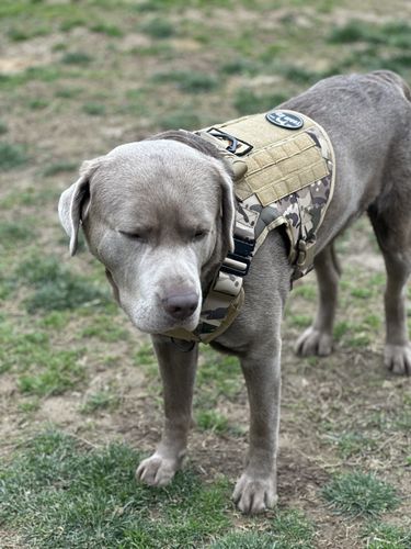 Customer photo review of Classic Heavy-Duty Tactical No-Pull Team K9™ Dog Harness With Front & Back D-Rings, Quick-Release Metal-Buckles, Hook & Loop Panels, & Top Handle