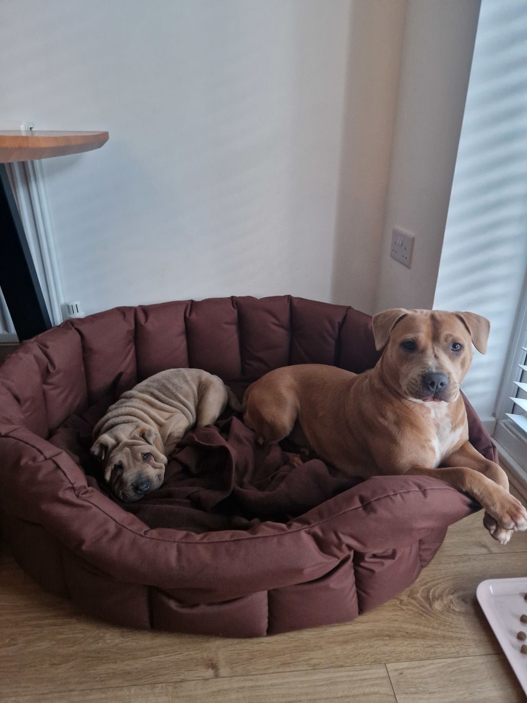 Customer photo review of Country Dog Heavy Duty Oval Waterproof Bed