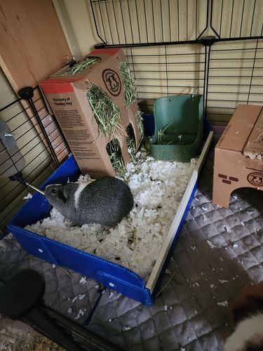 Customer photo review of GuineaDad Hay Box (3 Pack) - Timothy - Micro-Filtered Guinea Pig Hay