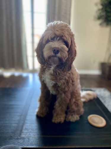 Customer photo review of Explorer