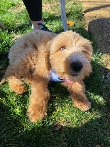 Customer photo review of Pink