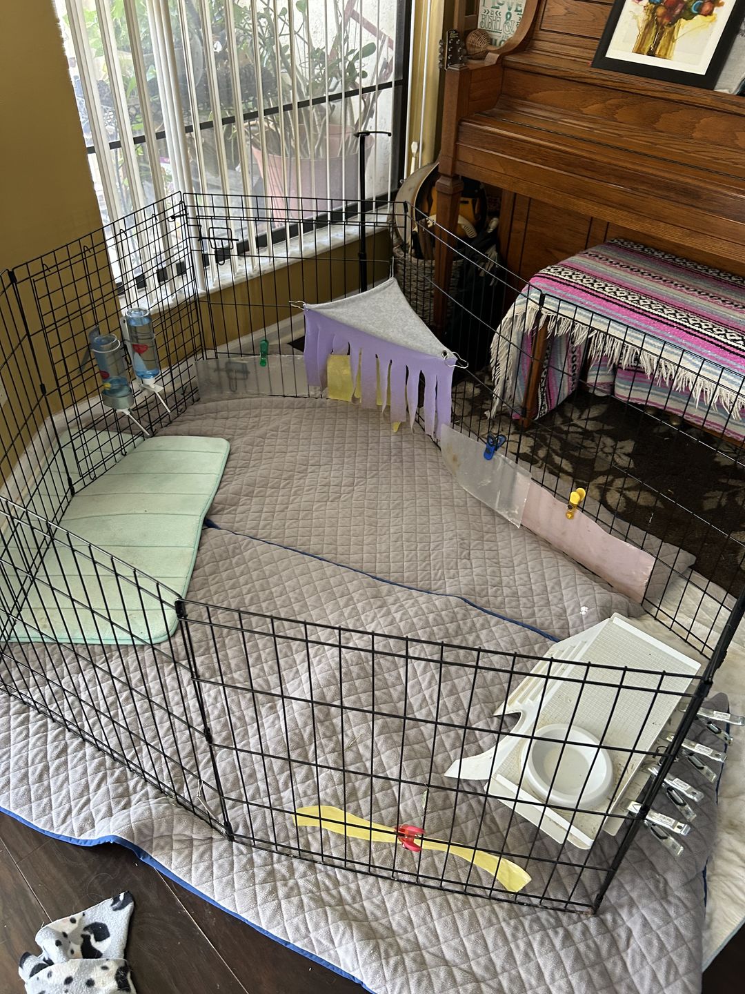 Customer photo review of GuineaDad Liner - Guinea Pig Fleece Liner No Pocket
