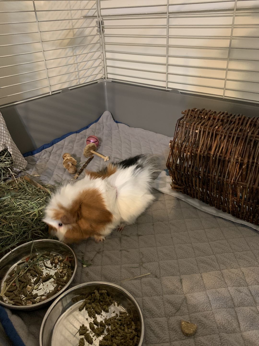 Customer photo review of GuineaDad Hay Bar (5 Pack) - Orchard - Micro-Filtered Guinea Pig Hay