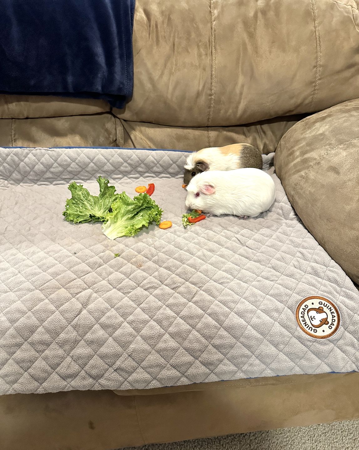 Customer photo review of GuineaDad Liner - Guinea Pig Fleece Liner No Pocket