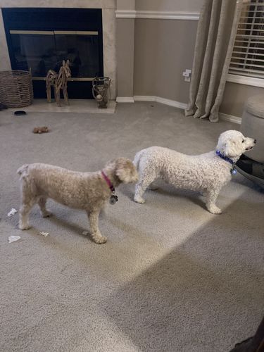 Customer photo review of Blue