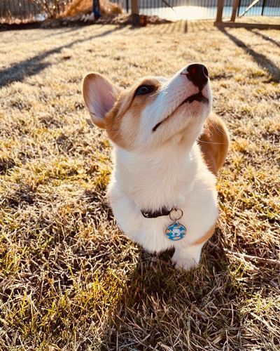 Customer photo review of Super Corgi