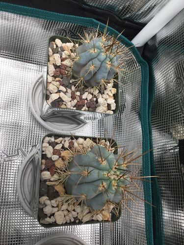 Customer photo review of Blue Cereus | Browningia hertlingiana