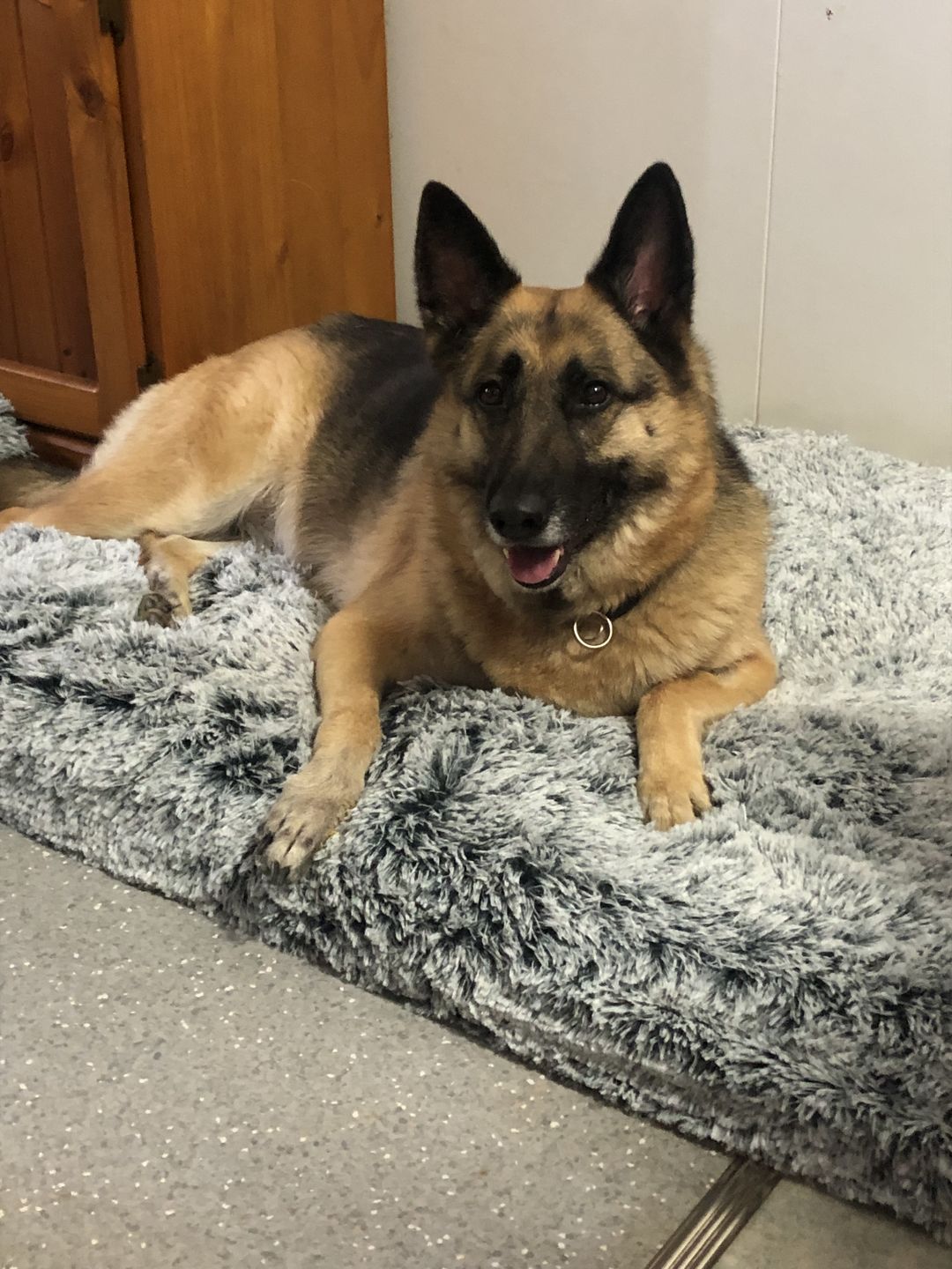 Customer photo review of Pawz Foldable Pet Beds