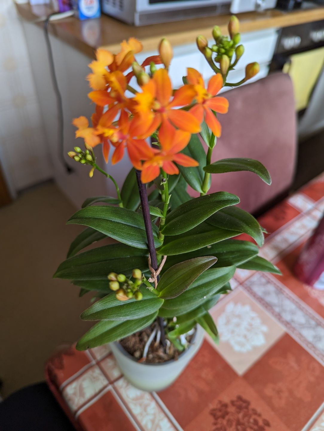 Customer photo review of Epidendrum Nordic Fire Dauerblüher mit orangener Blüte