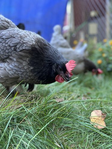 Customer photo review of GrubTerra Dried Black Soldier Fly Larvae