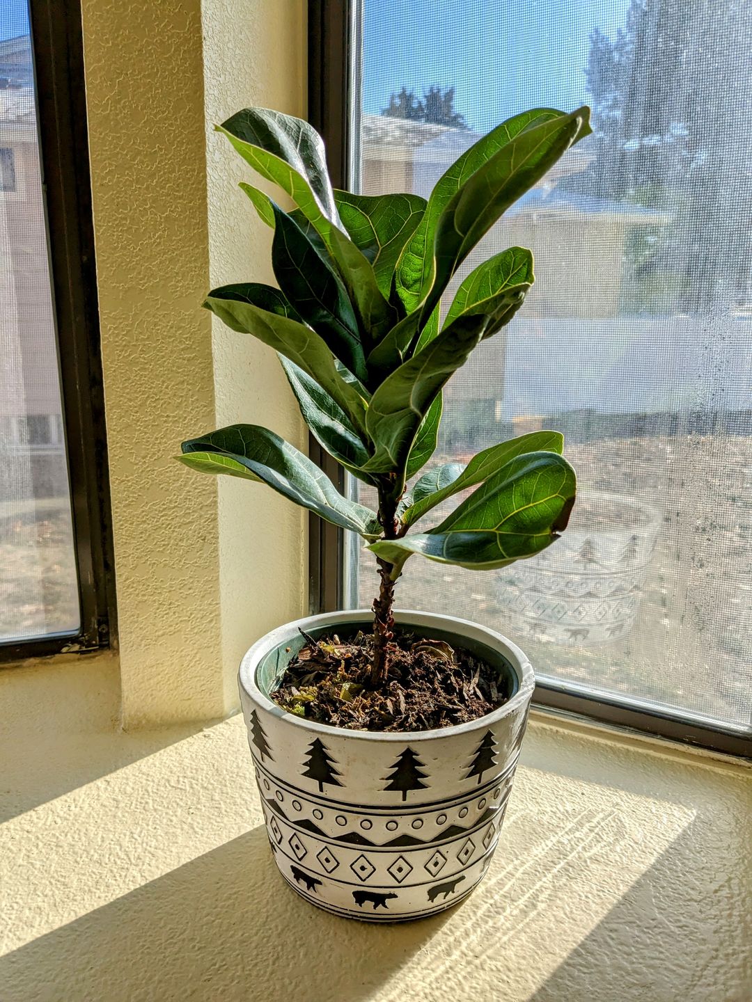 Customer photo review of Fiddle Leaf Fig Guide