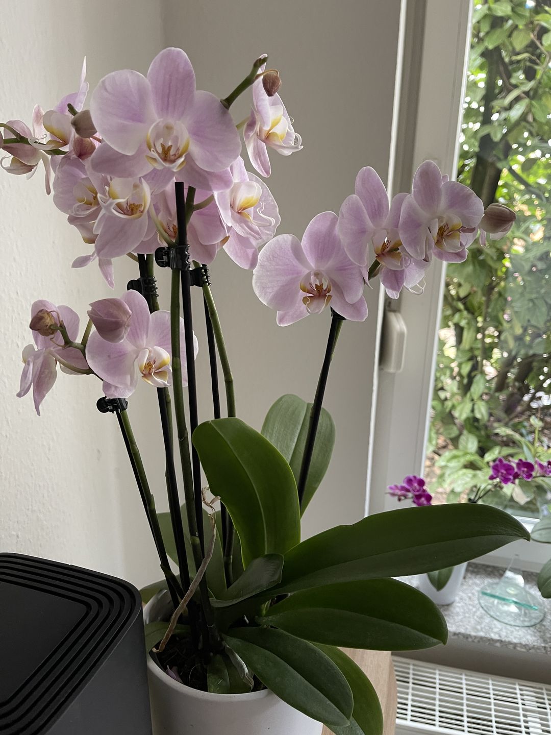 Customer photo review of Cochleanthes im Ampeltopf mit blau-violetten Blüten