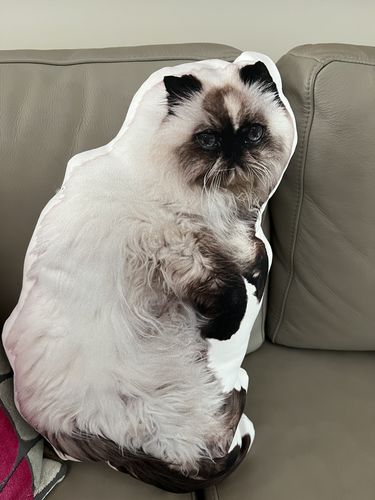 Customer photo review of Create A Custom Cat Pillow