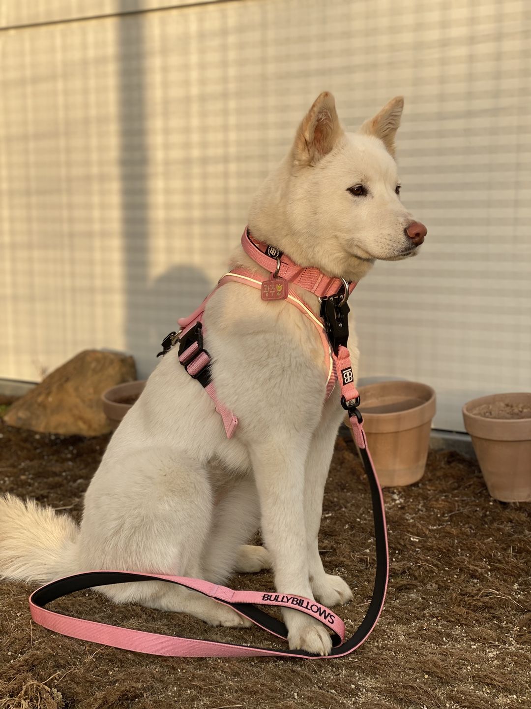 Customer photo review of 4cm Combat® Collar | With Handle & Rated Clip - Pink v2.0