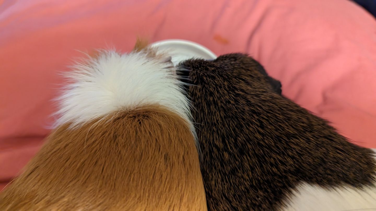 Customer photo review of GuineaDad Pea Flakes - Bonding Guinea Pig Treats - Infrared Heat Treated