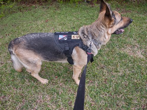 Customer photo review of Classic Heavy-Duty Tactical No-Pull Team K9™ Dog Harness With Front & Back D-Rings, Quick-Release Metal-Buckles, Hook & Loop Panels, & Top Handle