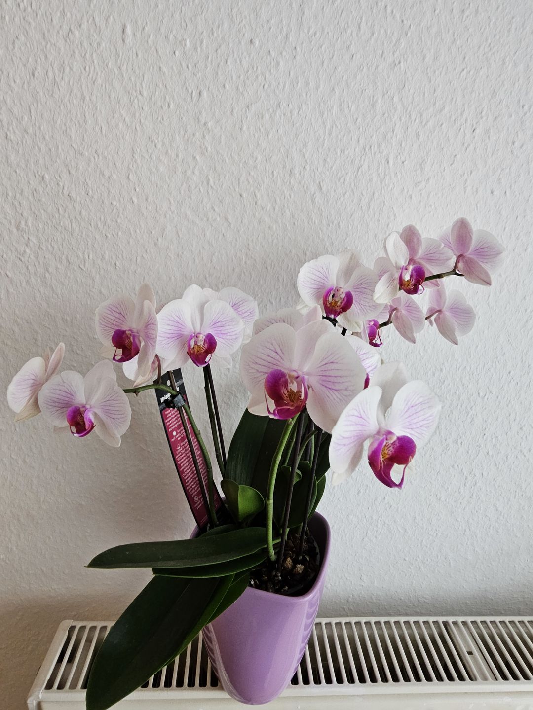 Customer photo review of Table Dance Salta mit rosa-gestreiften Blüten mit 2+ Stielen