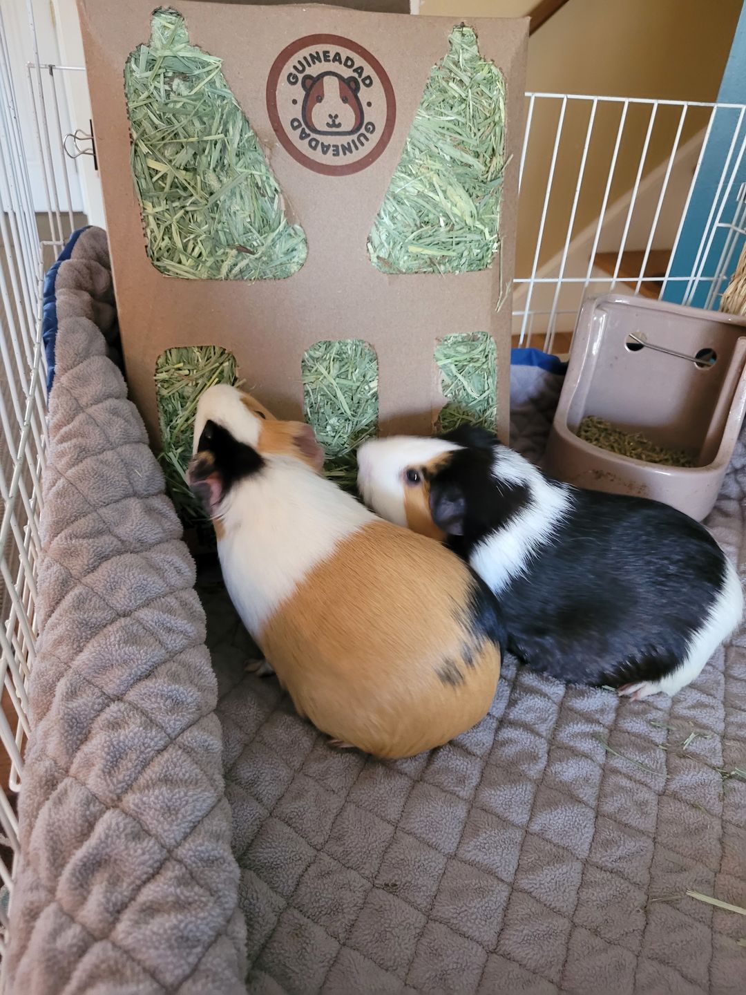 Customer photo review of GuineaDad Liner - Guinea Pig Fleece Liner with Pockets