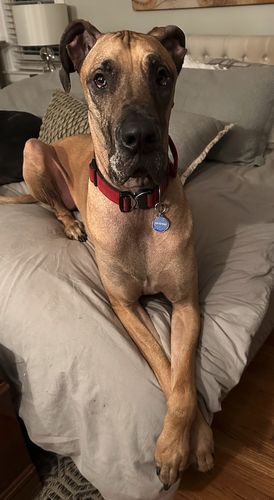 Customer photo review of Just Paws