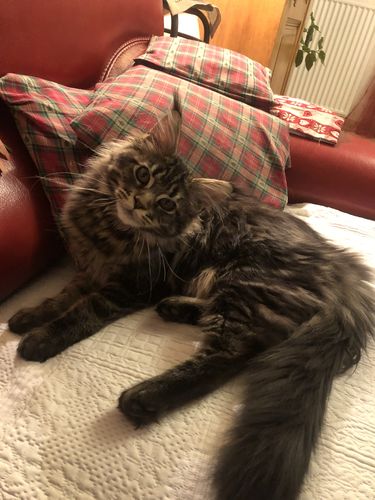 Customer photo review of Emincés au poulet (chaton)