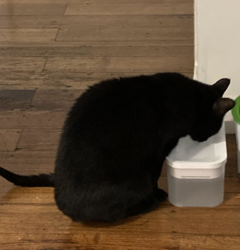Customer photo review of Michu Cordless & Rechargeable Battery Operated Automatic Pet Water Fountain, Wireless and USB Charging